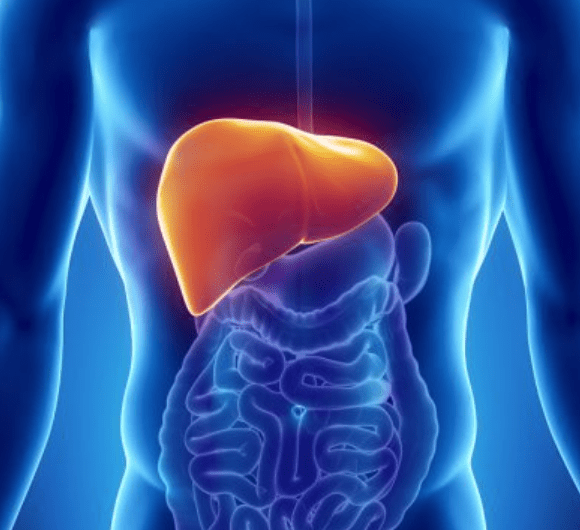 Do you really know why your liver is so important? - CP+R